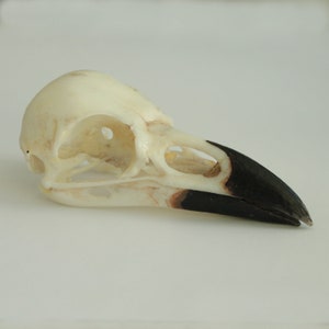 May include: A white bird skull with a black beak. The skull is detailed with visible eye sockets and nasal cavity.