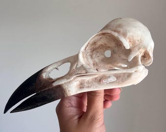 Hand Painted Raven Skull Replica | 3D Printed Crow Skull | Gothic Oddities Decor | Dark Academia Curiosity Cabinet Deco