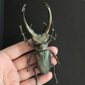 Peut inclure: Un grand scarabée lucane vert métallique aux mandibules longues et courbes. Le scarabée est posé sur la main d'une personne.