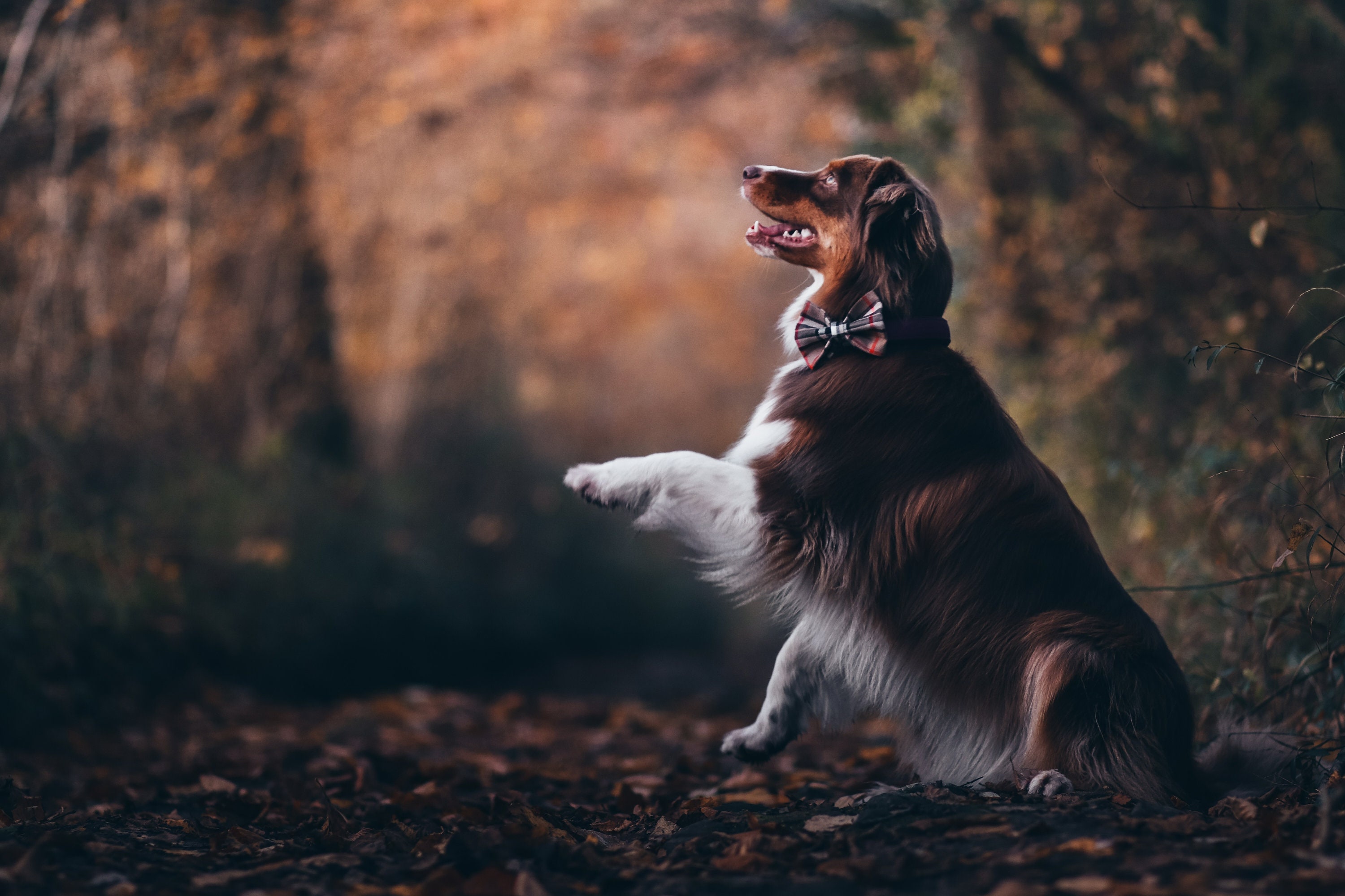 Noeuds Papillons Divers