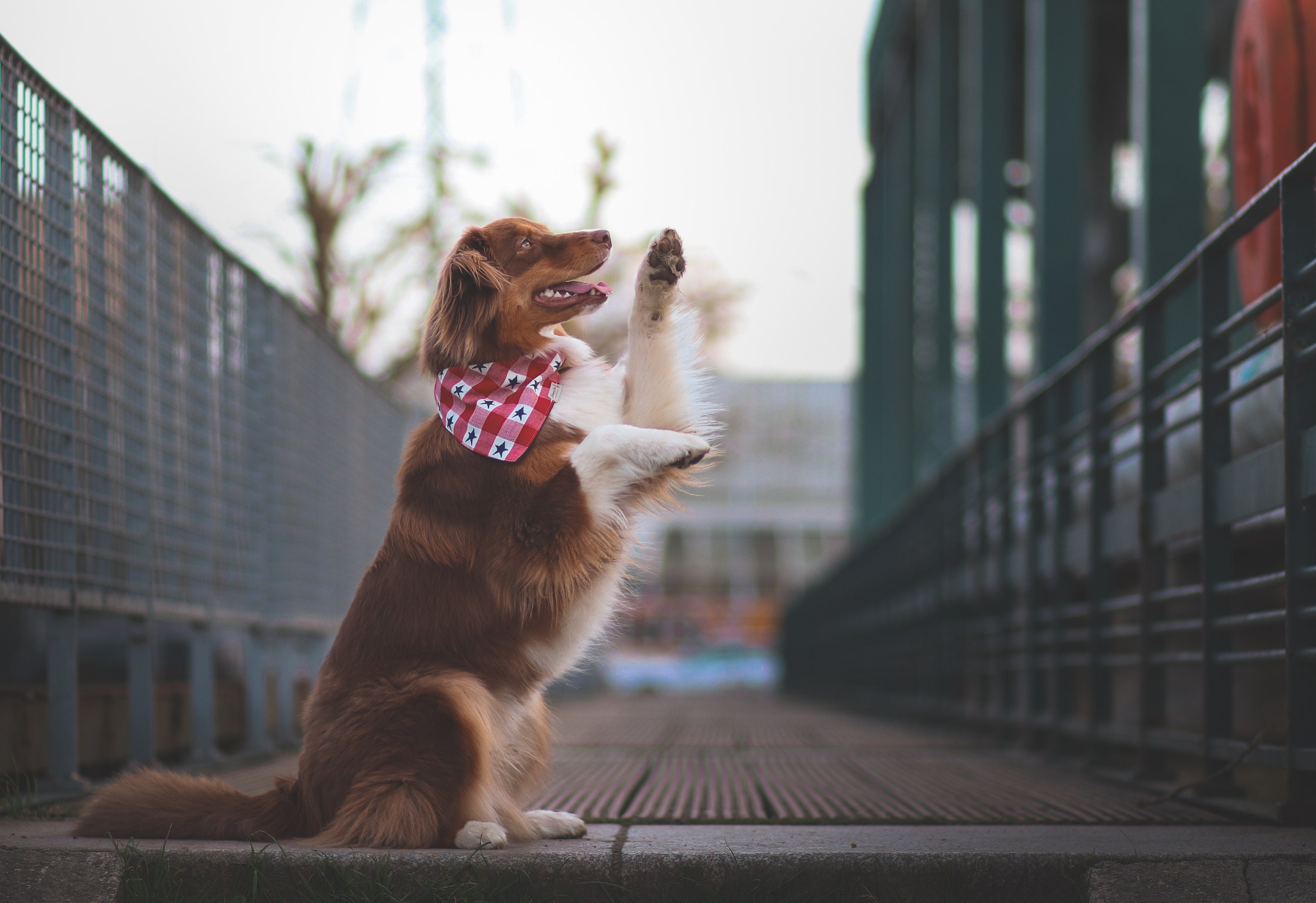 Bandanas Coton Les Rouges et Roses