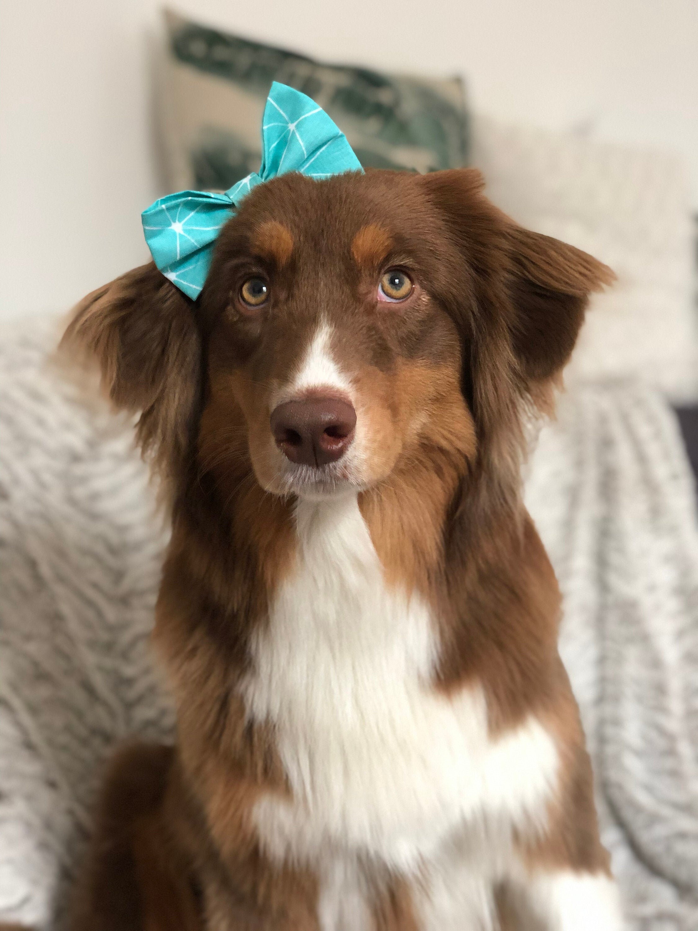 Noeuds Papillons Les Bleus et Noirs Beiges