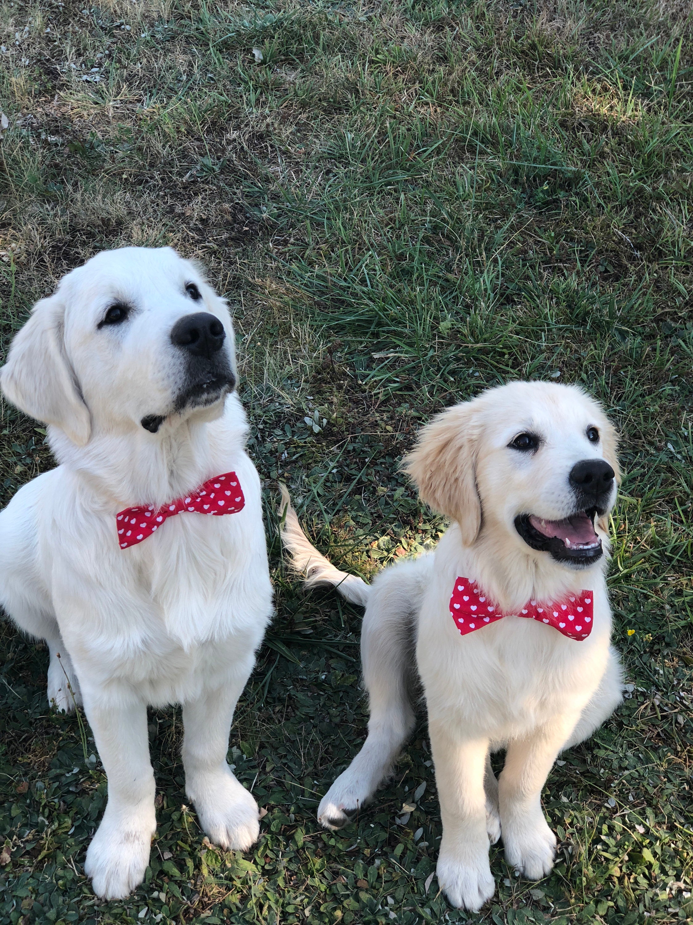 Noeuds Papillons Les Rouges et Roses