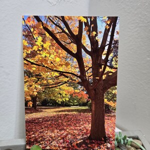 May include: A large tree with yellow and orange leaves in the fall. The ground is covered in fallen leaves.
