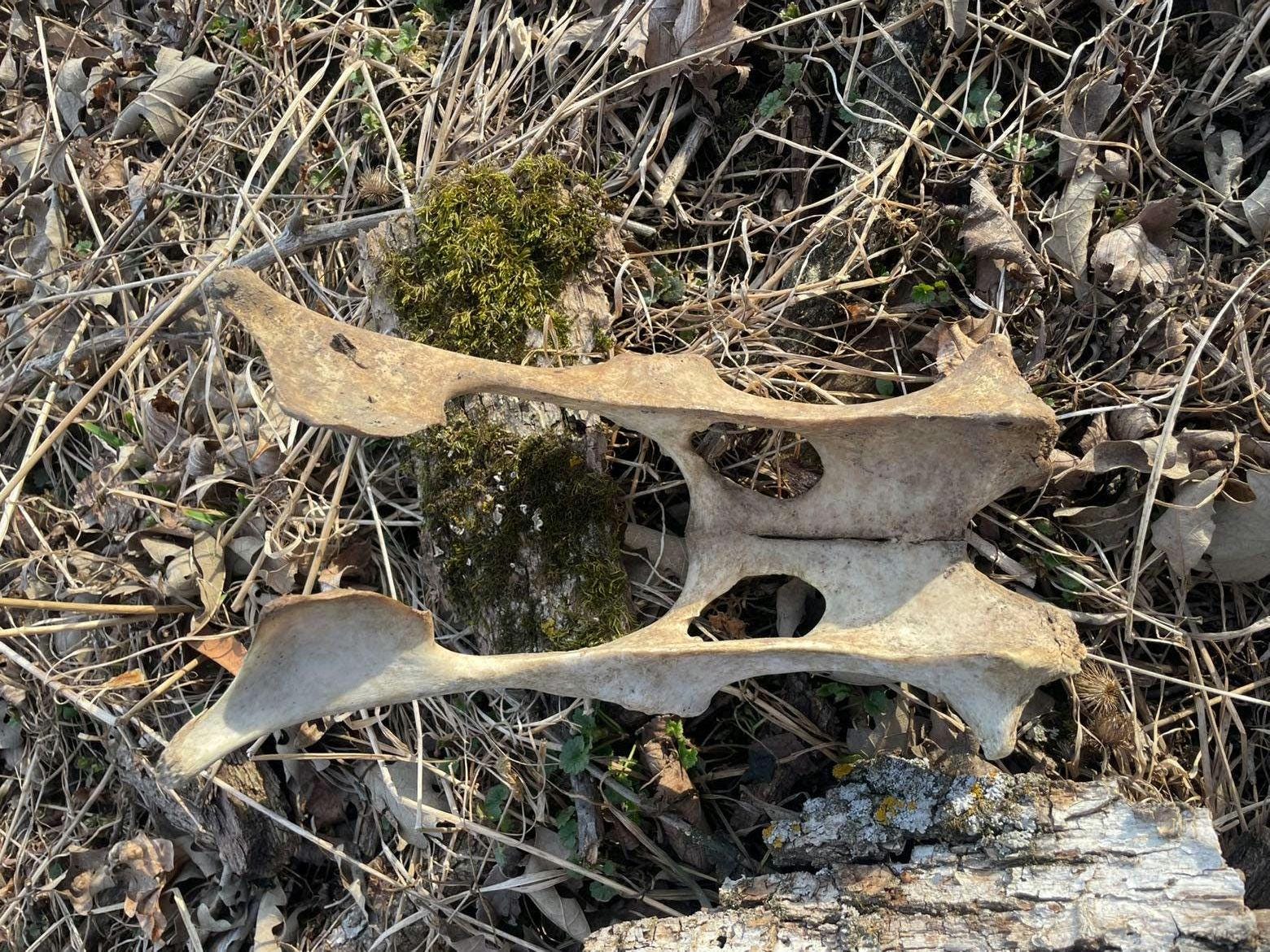 Whitetail Pelvic Bone - Etsy