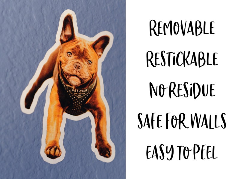 K&ouml;nnte beinhalten: Ein Aufkleber mit einem braunen und wei&szlig;en Franz&ouml;sischen Bulldoggen mit einem schwarzen Geschirr und dem Text "Pet Club Collection". Der Aufkleber befindet sich auf einem blauen Hintergrund und hat den Text "Removable, Restickable, No Residue, Safe for Walls, Easy to Peel" auf der rechten Seite.