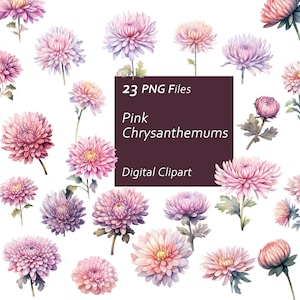 Pink Chrysanthemums Clipart Set - Floral Graphics - Watercolor Flowers -  Instant Download PNG, Commercial Use, Printable Design Element