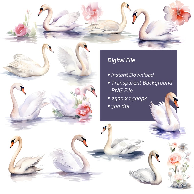 Watercolor Swan Clipart Set – Graceful Illustrations (PNG, Digital ...