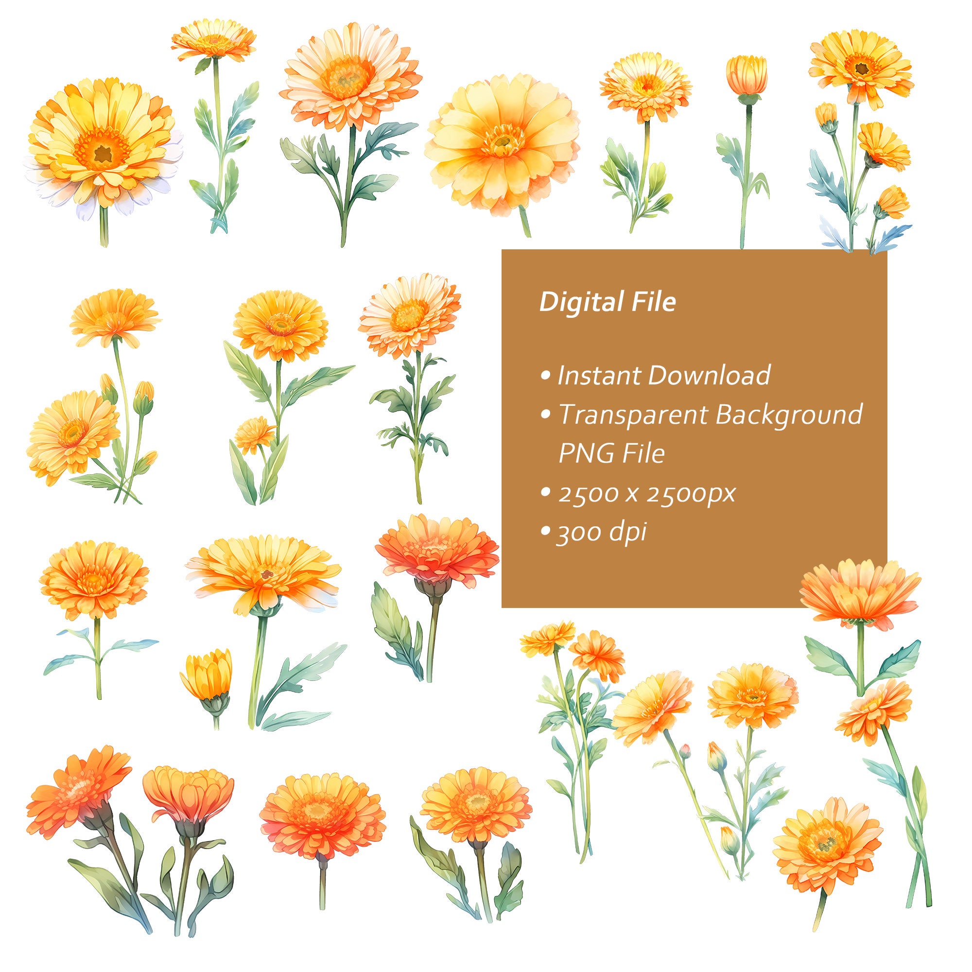 Watercolor Calendula Flowers Clipart Set - Calendula Blossoms - Instant ...