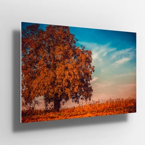 Large Walnut tree autumn Scene Nature Metal Aluminium Print Wall Art | Poster | canvas | painting Decor | gift m137