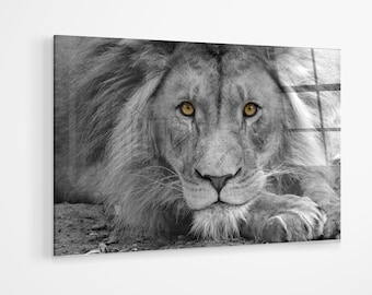 May include: A black and white photo of a lion with a large mane. The lion has bright yellow eyes and is lying down with its head resting on its paws.