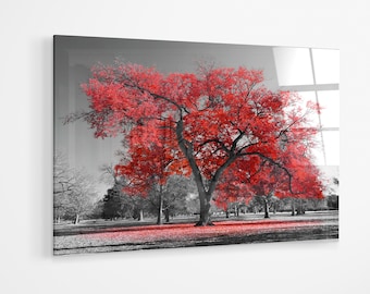 Roter Baum im schwarz-weißen Park Premium Acrylglas Druck Wand Kunst Leinwand Geschenk a106