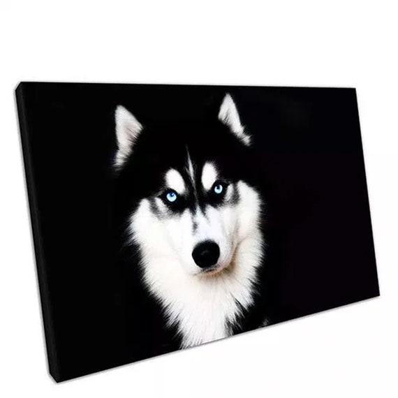 How Much Does A Siberian Husky Cost In Canada