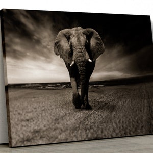 Black and White African Elephant beautiful Framed Canvas Print Wall Art pp171