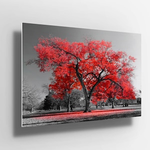 Red black and white Trees forest nature Metal Poster Aluminium Print Wall Art | canvas | Metal Poster sign | gift m106
