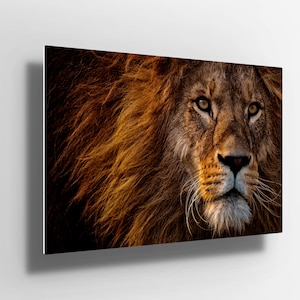Large Lion Metal Aluminium Print Wall Art | Lion Poster | Lion Head | lion canvas | lion king Decor | gift m120
