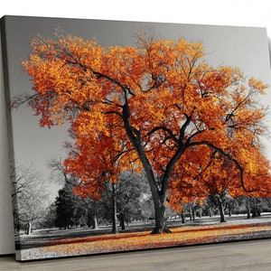 Large Orange tree set in a black and white park Home Decor Nature Framed Canvas Print Wall Art pp380