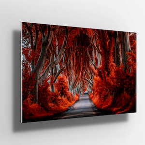 Autumn red trees forest with path Scene Nature Metal Aluminium Print Wall Art | Poster | canvas | painting Decor | gift m272