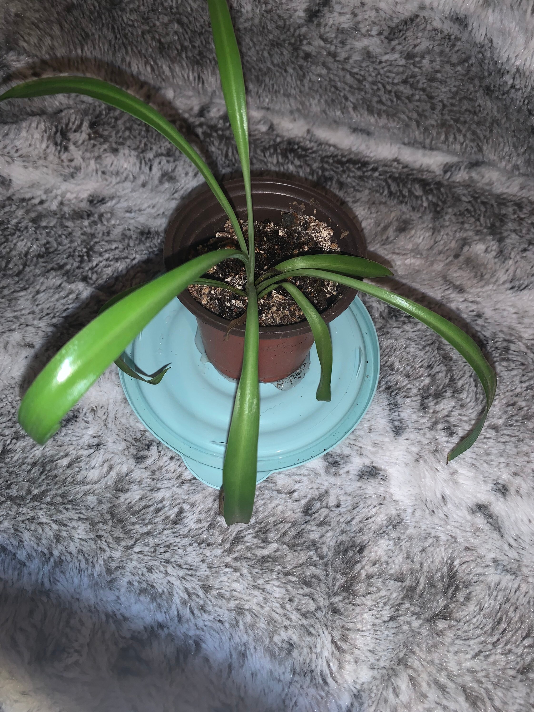 Baby Spider Plant Etsy