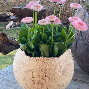 Könnte beinhalten: Ein runder, strukturierter, beigefarbener Pflanztopf, gefüllt mit leuchtend grünen Blättern und zarten rosa gänseblümchenartigen Blüten. Die Blüten haben eine gelbe Mitte und einen Kranz aus rosa Blütenblättern. Der Topf steht auf einer Holzoberfläche.