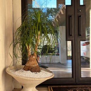 May include: A large, green potted plant with a thick, brown trunk in a gray, round planter with a wide base. The plant is in front of a glass door with a brown door frame.