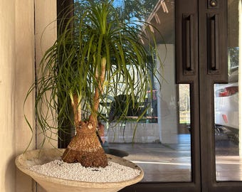 Willy Guhl Off-kilter Tilt Planter - Etsy