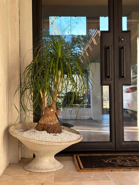 レア　Willy Guhl planter pot プランターポット planter pot / Willy Guhl - Antiques & Repair eel