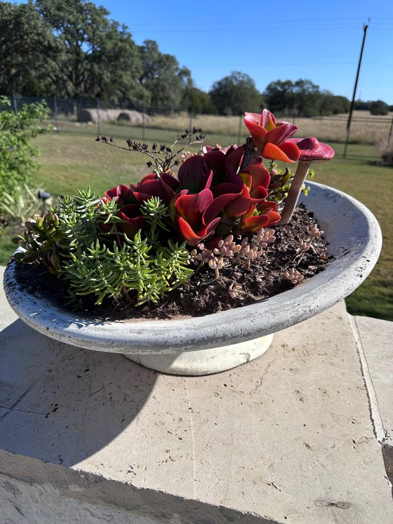 Willy Guhl Off-kilter Tilt Planter - Etsy