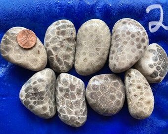 Shipping Included SET of 20 Fossil Slabs Lot FA 2