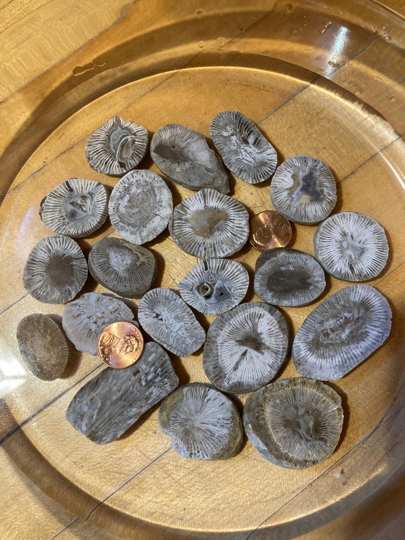 Shipping Included SET of 20 Fossil Slabs Lot FA 2
