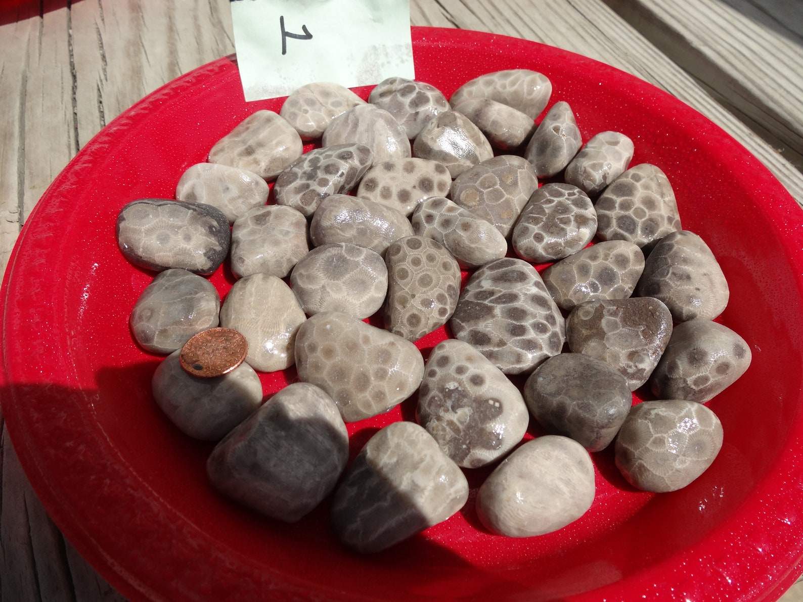 2 LB Petoskey Stones LOT YQ Shipping Included Etsy