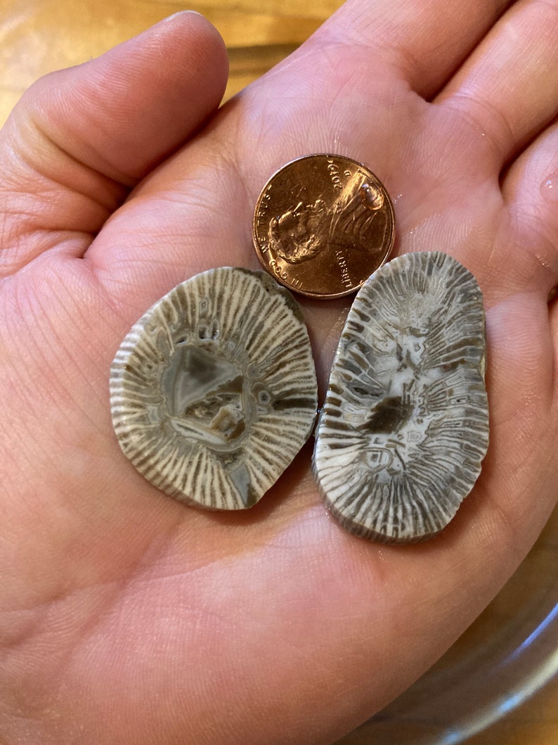 Shipping Included SET of 20 Fossil Slabs Lot FA 2