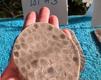 SET of 6 Petoskey Stone SLABS - Lot PW - Includes Shipping