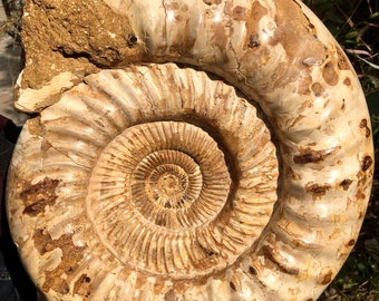 Huge Ammonite/from Madagascar/Perisphinctes species/165 Million Years Old/Jurassic Period/ 320x190x110mm 10.2 kg - DZ88