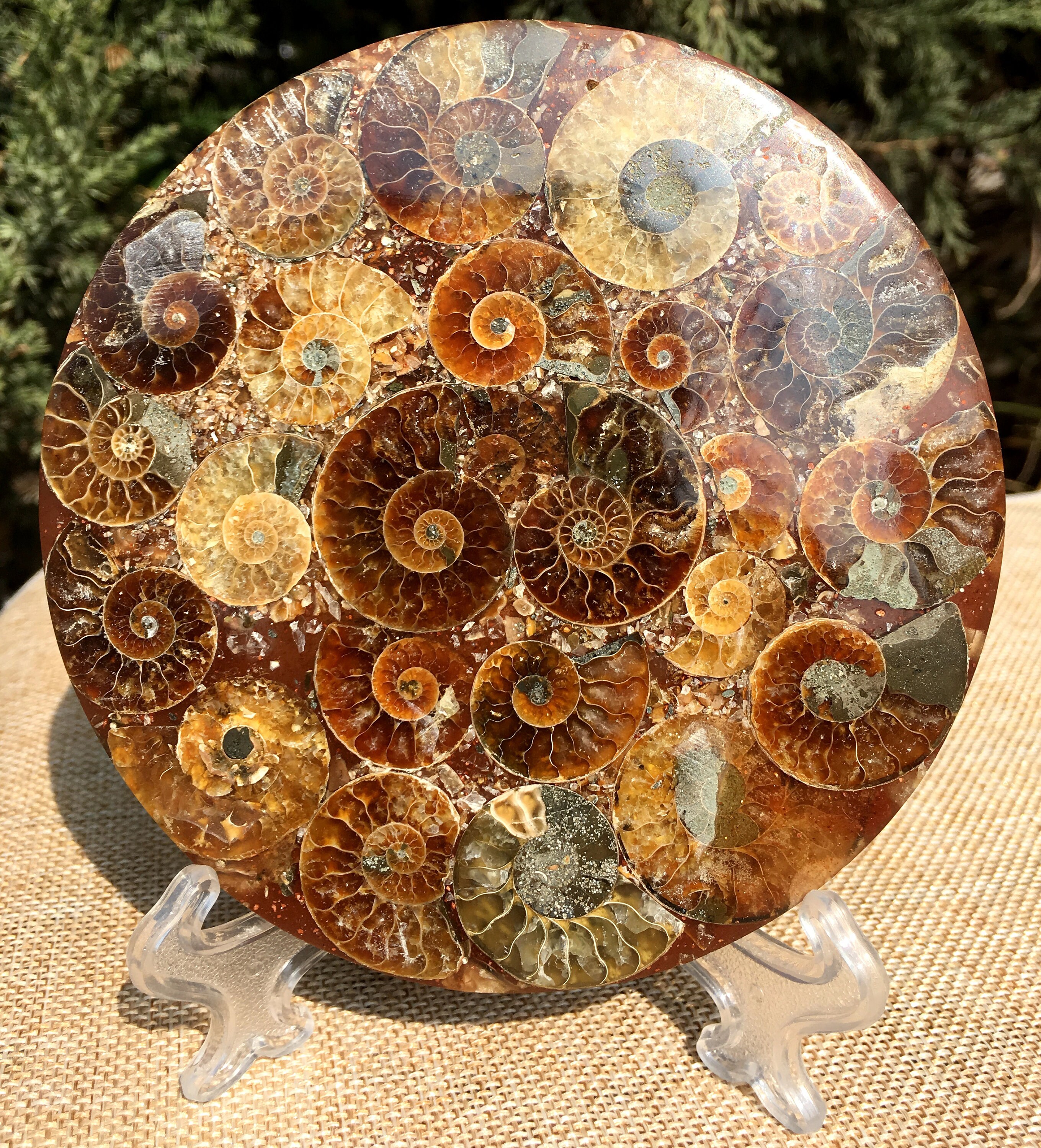 Ammonite Shell Jurassic Fossil Disk Half Cut/From Madagascar/110 Million Year Old Fossil Dinosaur /Feng Shui/Fossils/Healing Crystals