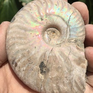 Large Iridescent Ammonite Fossil/pristine ammonite/original ammonite/natural ammonite/fossils/healing crystals/reiki healing/Madagascar