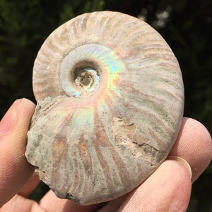 Large Iridescent Ammonite Fossil/pristine ammonite/original ammonite/natural ammonite/fossils/healing crystals/reiki healing/Madagascar