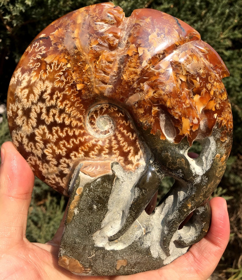 Fine polishing Ammonite Can stand upWhole Ammonite FossilAuthentic Ammonite FossilPrehistoric FossilNautilus ShellHealing fossilgift