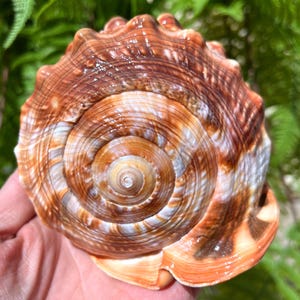 Natural Large Sea Snail Ammonite Decoration/Big Seashell Decor/Sea shell/Snail Shell/Ancient Fossil/Ocean Decor/Beach Gift/Beach Decor