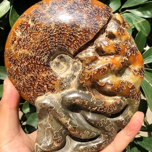 Fine polishing Ammonite Can stand up/Whole Ammonite Fossil/Authentic Ammonite Fossil/Prehistoric Fossil/Nautilus Shell/Healing fossil/gift