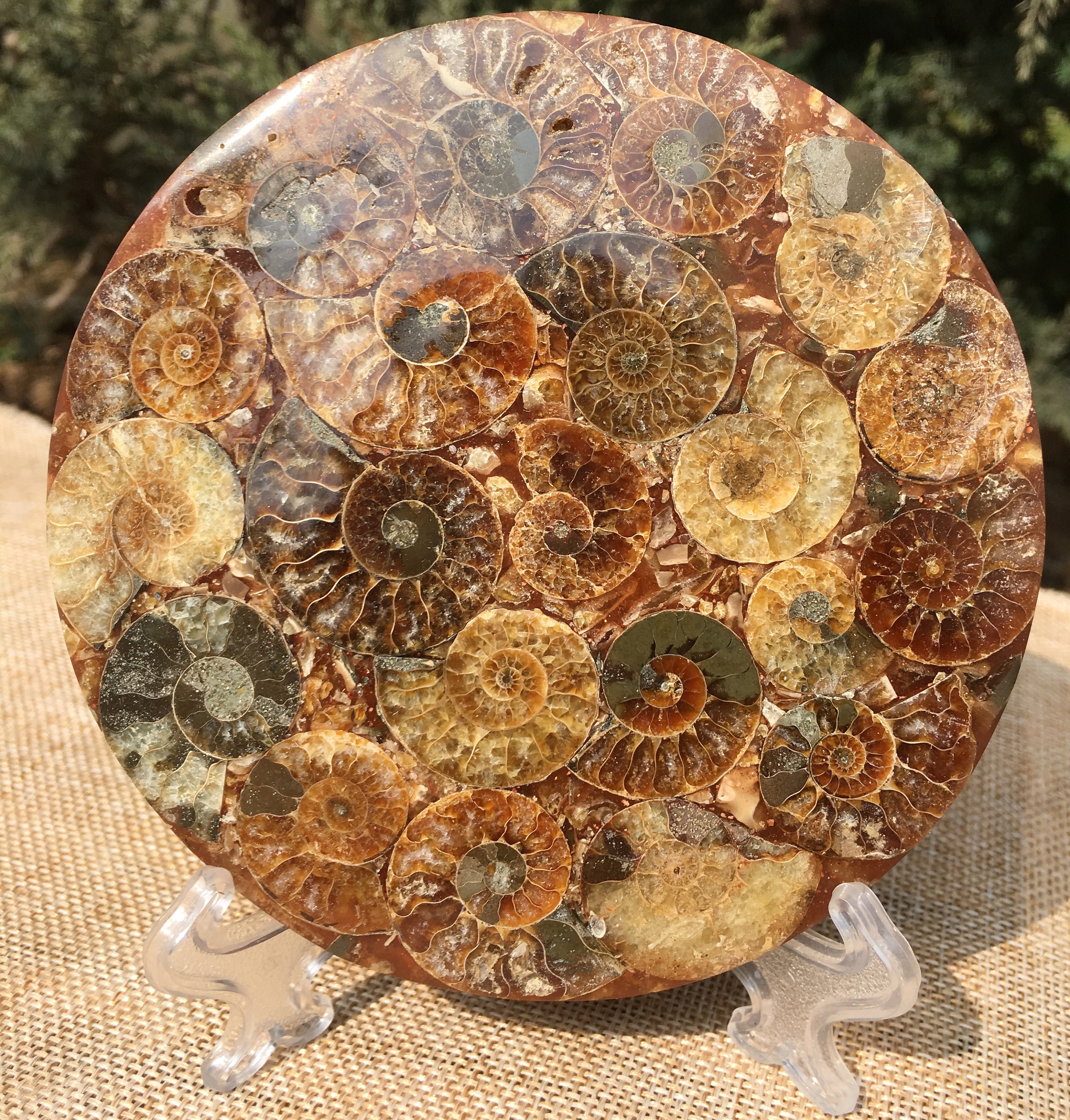 アンモナイトの殻 ジュラ紀の化石ディスク ハーフカット