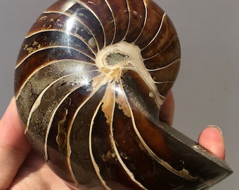 Large ammonite/polished ammonite/natural ammonite/fossils/healing crystals/reiki healing/Madagascar  786g #DZ44