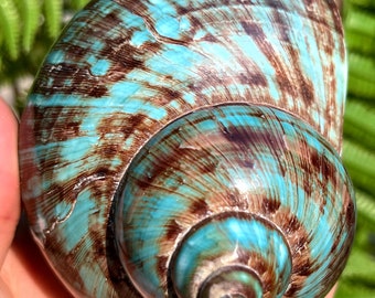 Natural Large Sea Snail Decoration/Big Seashell Decor/Sea shell/Snail Shell/Ancient Fossil/Ocean Decor/Beach Gift/Beach Decor
