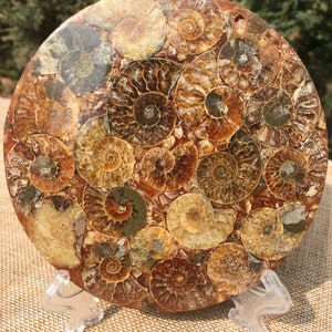Ammonite Shell Jurassic Fossil Disk Half CUT / from Madagascar/110 million year old fossil Dinosaur /Feng Shui/fossils/healing crystals