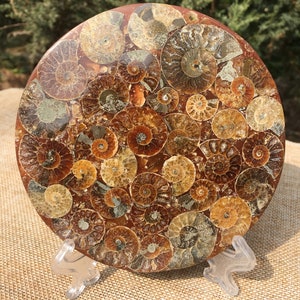 Ammonite Shell Jurassic Fossil Disk Half CUT / from Madagascar/110 million year old fossil Dinosaur /Feng Shui/fossils/healing crystals