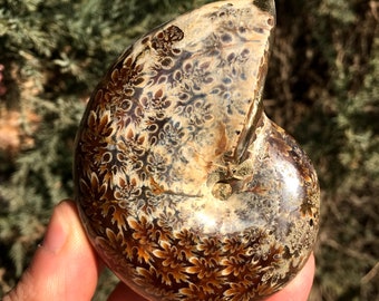 Large ammonite/polished ammonite/natural ammonite/fossils/healing crystals/reiki healing/Madagascar  262g #BL7