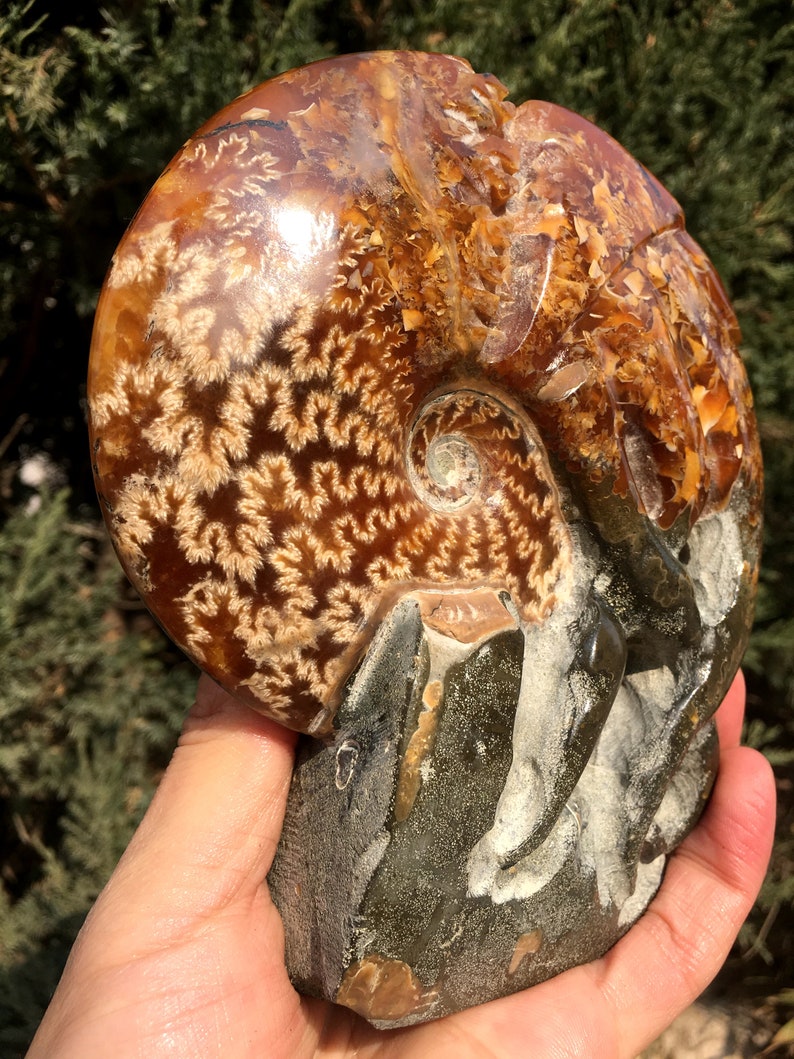 Fine polishing Ammonite Can stand upWhole Ammonite FossilAuthentic Ammonite FossilPrehistoric FossilNautilus ShellHealing fossilgift