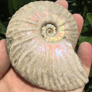 Large Iridescent Ammonite Fossil/pristine ammonite/original ammonite/natural ammonite/fossils/healing crystals/reiki healing/Madagascar