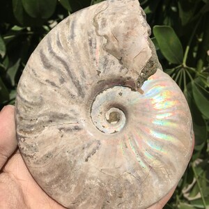 Large Iridescent Ammonite Fossil/pristine ammonite/original ammonite/natural ammonite/fossils/healing crystals/reiki healing/Madagascar
