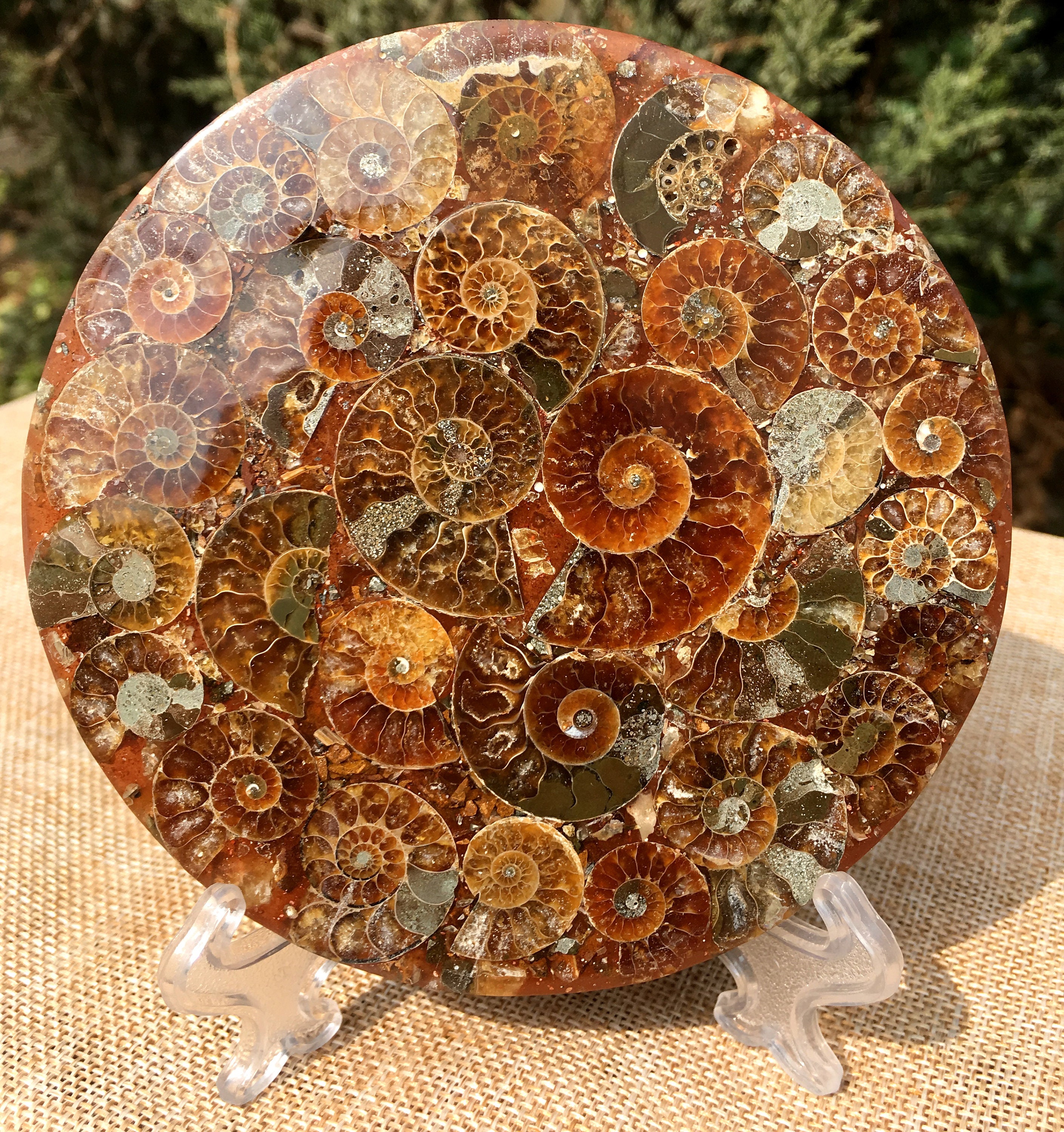 アンモナイトの殻 ジュラ紀の化石ディスク ハーフカット